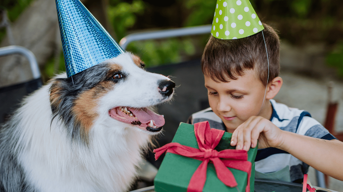 Dog birthday party Phuket